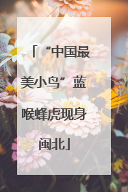 “中国最美小鸟”蓝喉蜂虎现身闽北