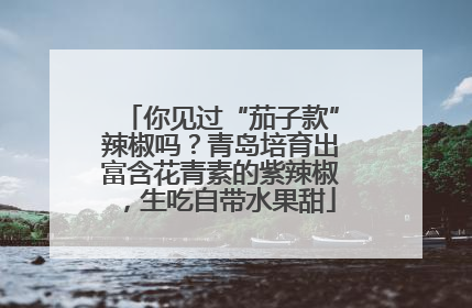 你见过“茄子款”辣椒吗？青岛培育出富含花青素的紫辣椒，生吃自带水果甜