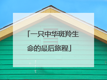 一只中华斑羚生命的最后旅程