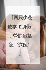 两只小苍鹭学飞刮伤，管护员紧急“送医”