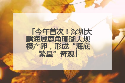 今年首次！深圳大鹏海域鹿角珊瑚大规模产卵，形成“海底繁星”奇观