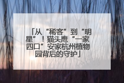 从“稀客”到“明星”！猫头鹰“一家四口”安家杭州植物园背后的守护