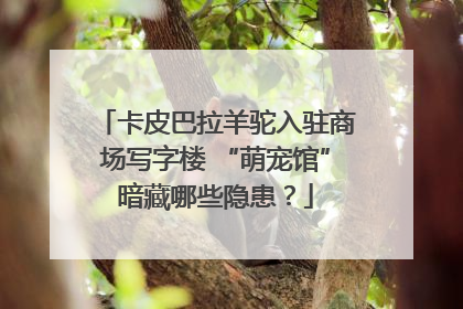 卡皮巴拉羊驼入驻商场写字楼 “萌宠馆”暗藏哪些隐患？