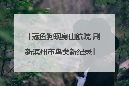 冠鱼狗现身山航院 刷新滨州市鸟类新纪录
