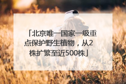 北京唯一国家一级重点保护野生植物，从2株扩繁至近500株
