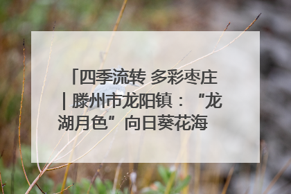四季流转 多彩枣庄｜滕州市龙阳镇：“龙湖月色”向日葵花海 绘就乡村振兴新画卷
