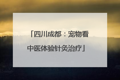 四川成都：宠物看中医体验针灸治疗