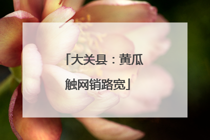 大关县：黄瓜触网销路宽