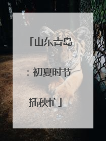 山东青岛：初夏时节插秧忙