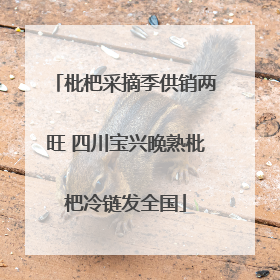 枇杷采摘季供销两旺 四川宝兴晚熟枇杷冷链发全国