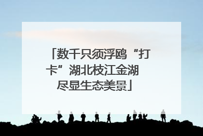 数千只须浮鸥“打卡”湖北枝江金湖 尽显生态美景