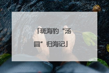 斑海豹“汤圆”归海记
