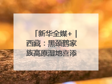 新华全媒+｜西藏：黑颈鹤家族高原湿地喜添“萌宝”