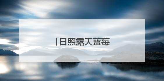 日照露天蓝莓迎来丰收季