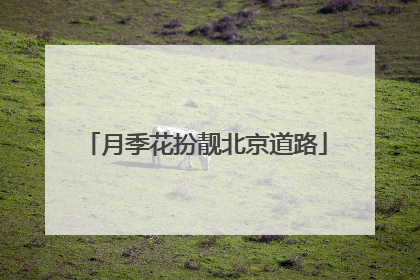 月季花扮靓北京道路