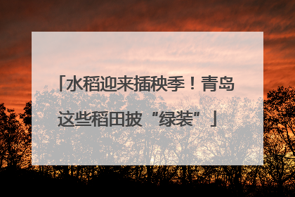 水稻迎来插秧季！青岛这些稻田披“绿装”