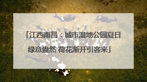 江西南昌：城市湿地公园夏日绿意盎然 荷花渐开引客来