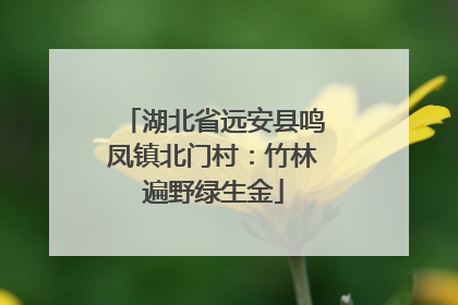 湖北省远安县鸣凤镇北门村：竹林遍野绿生金