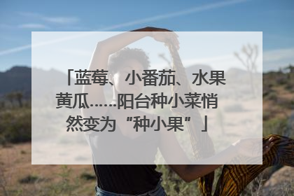 蓝莓、小番茄、水果黄瓜……阳台种小菜悄然变为“种小果”