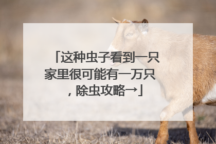 这种虫子看到一只家里很可能有一万只，除虫攻略→