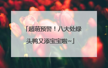 超萌预警！八大处绿头鸭又添宝宝啦~