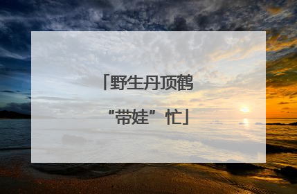 野生丹顶鹤“带娃”忙