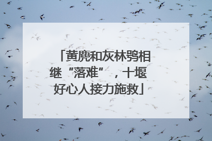 黄麂和灰林鸮相继“落难”，十堰好心人接力施救