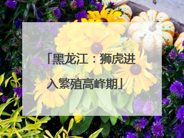 黑龙江：狮虎进入繁殖高峰期
