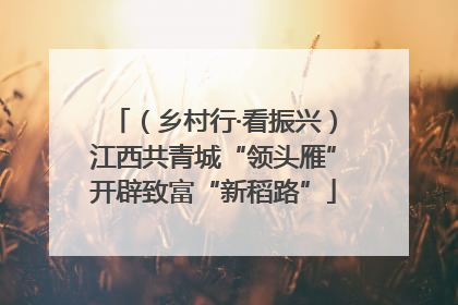 （乡村行·看振兴）江西共青城“领头雁”开辟致富“新稻路”