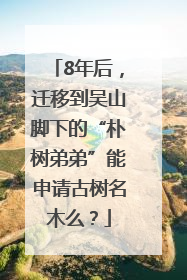 8年后，迁移到吴山脚下的“朴树弟弟”能申请古树名木么？